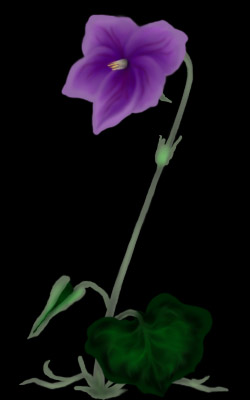 A violet